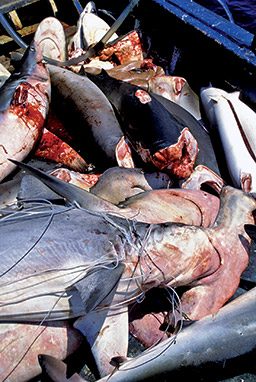 Pile of dead shark bodies