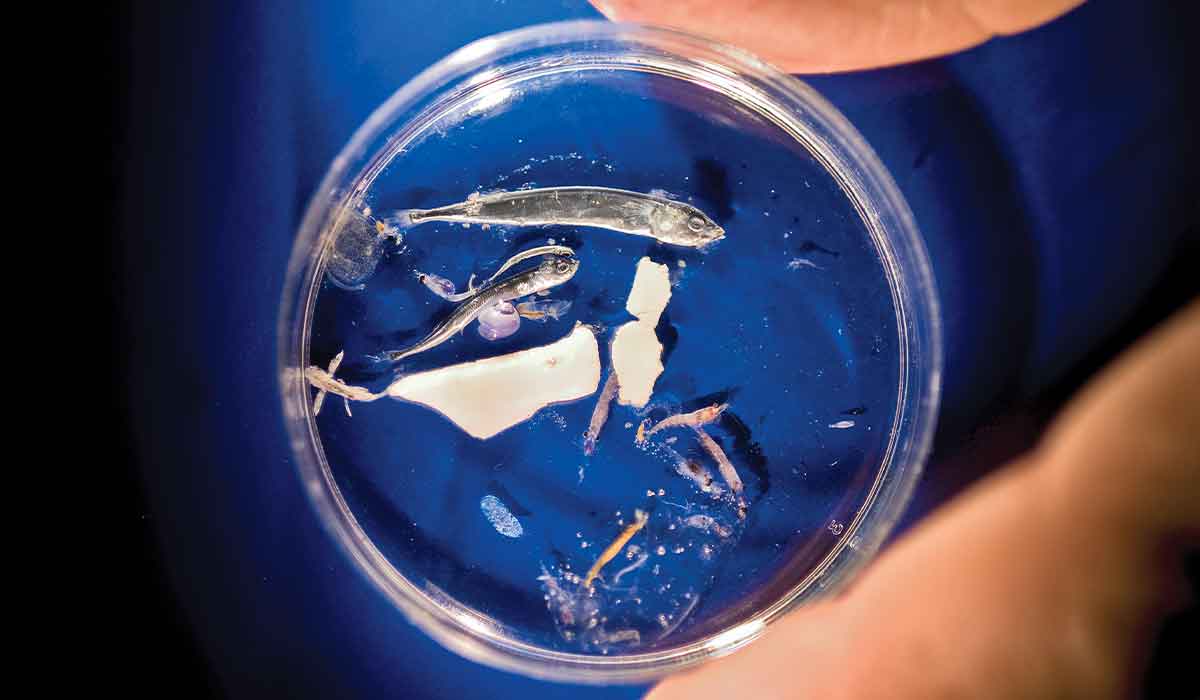 Petri dish full of tiny plastic particles and marine life