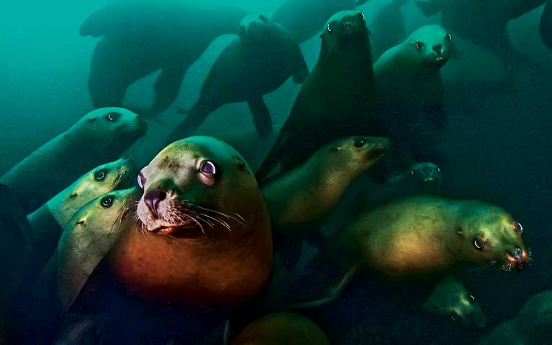 Playful sea lions swim by camera