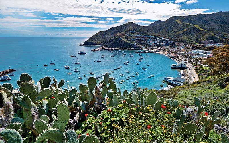 Pretty harbor from mountains and cacti in foreground