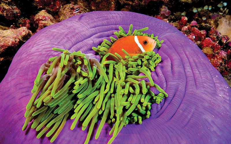 Purple anemone with green stingers houses an orange fish