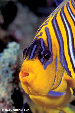 A regal angelfish is yellow with purple and white stripes