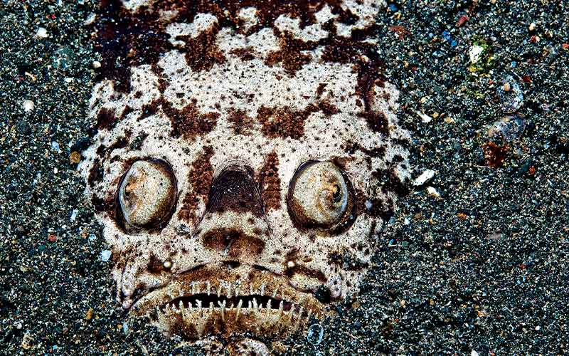 Scary-looking fish makes direct eye contact while buried in the sand
