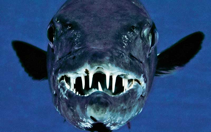 Scary-looking goliath grouper shows off teeth