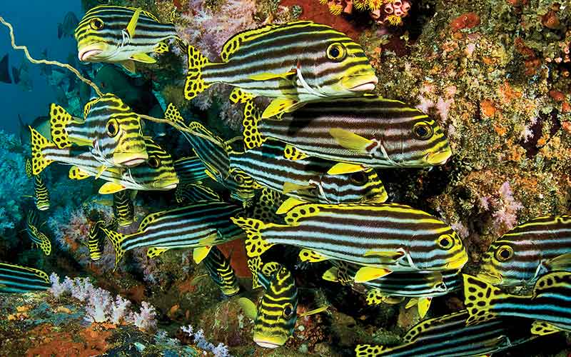 School of Oriental sweetlips swim by some coral