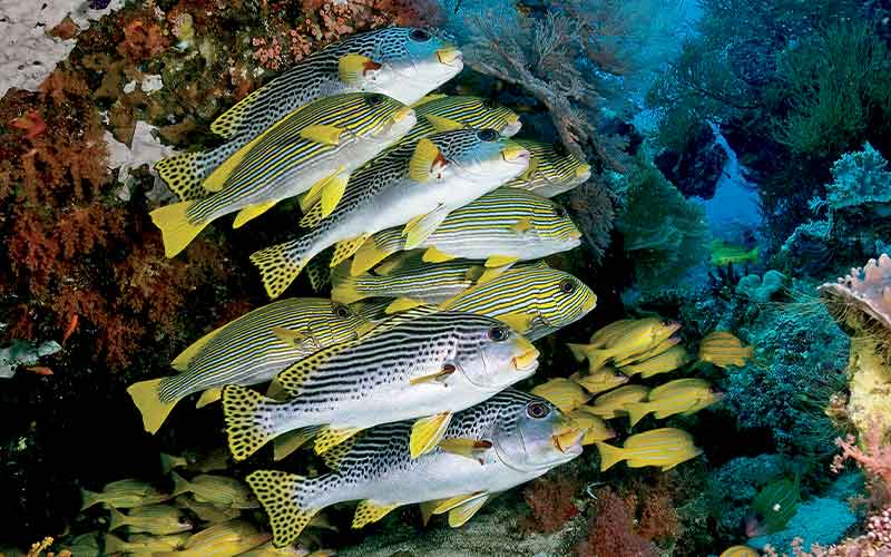 School of black-and-white striped fish with yellow fins