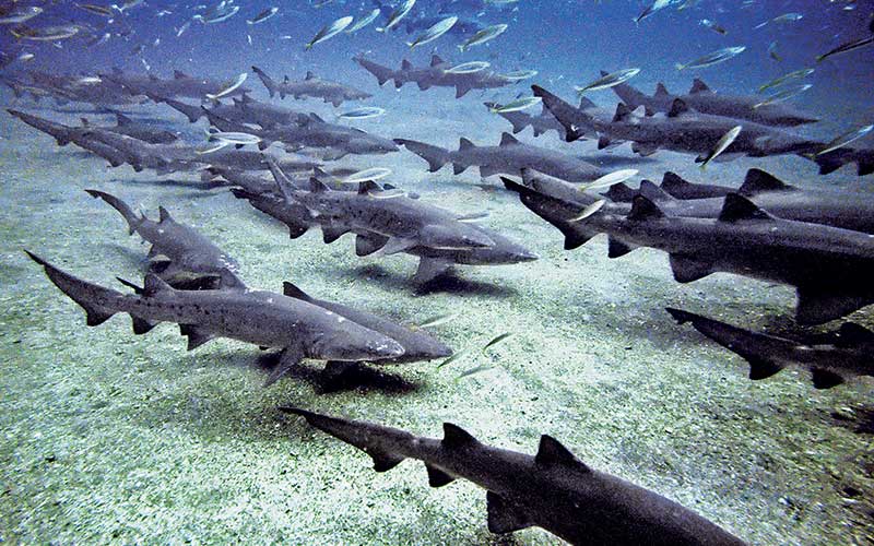 School of sharks swim at seafloor