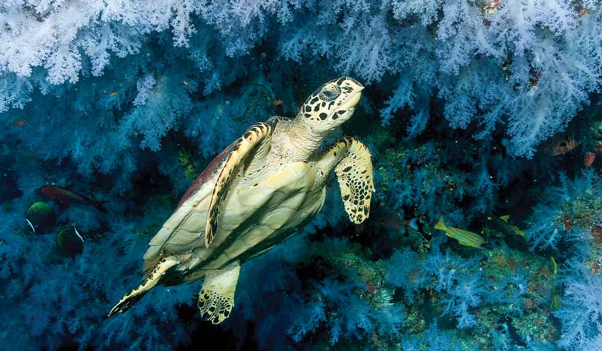ea turtle swims through sea plants