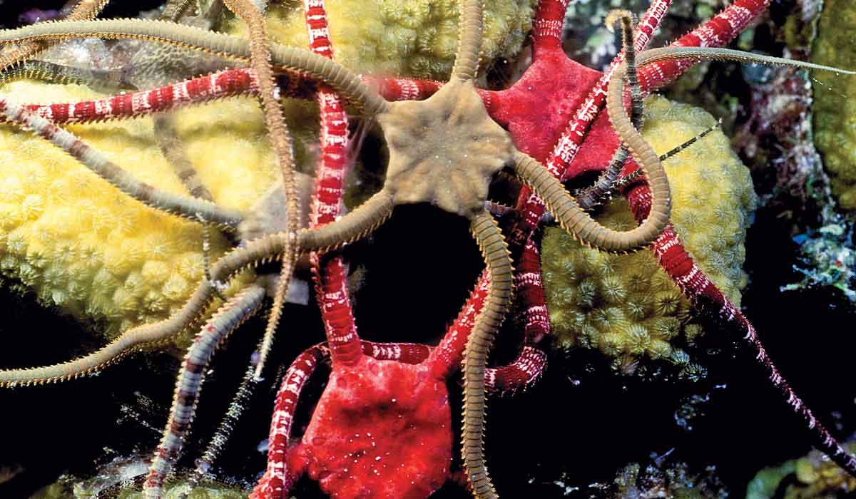 Several brittle sea stars congregate on a sponge to spawn