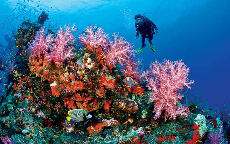 Single diver floats above a groupings of colorful corals