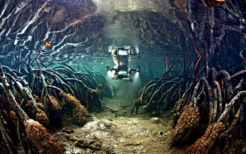 Snorkeler holding a camera swims through mangrove roots