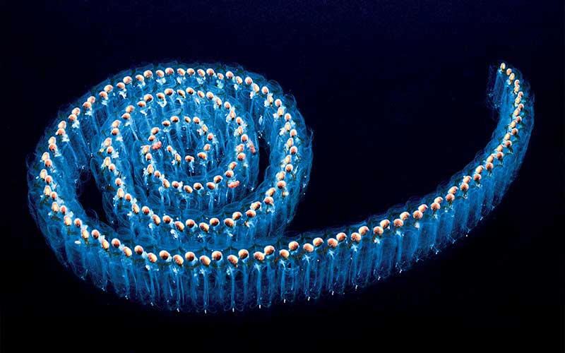 Spiral swirl of salp zooplankton