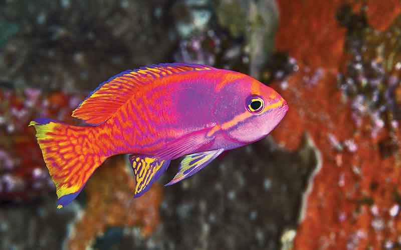 Strikingly purple-pink-orange fish