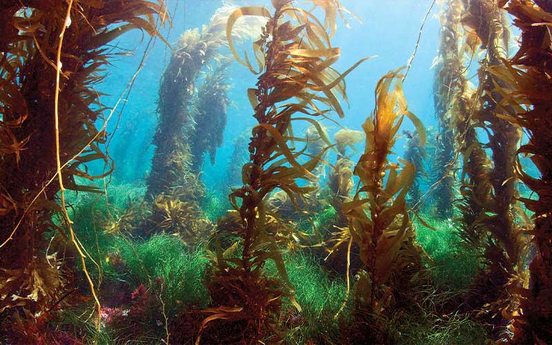 Sunny and lush kelp forest