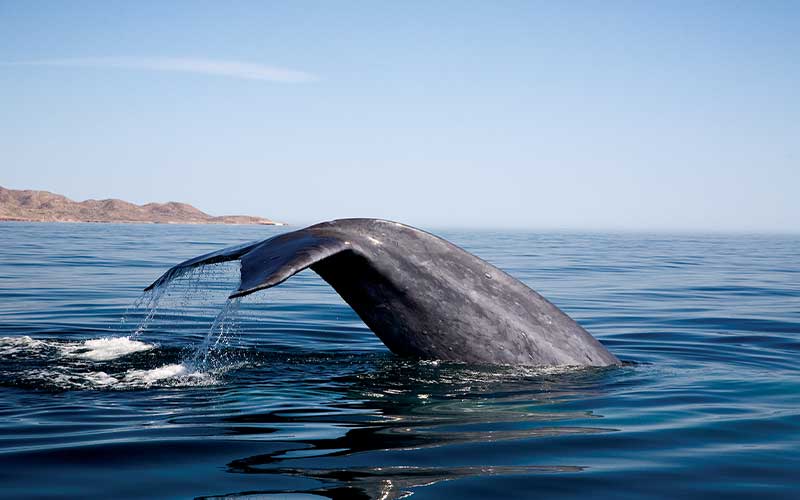 The tail of a whale pops up out of a water