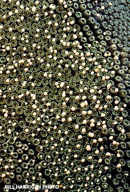 Thousands of coral spawn