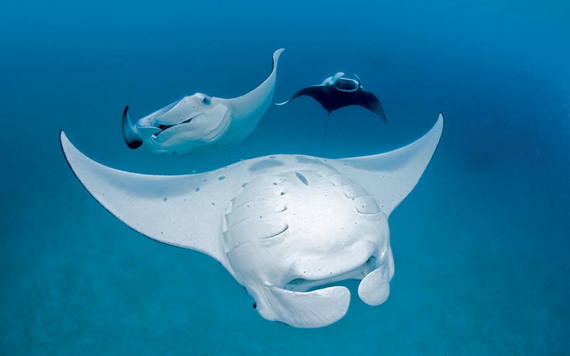 Three devil rays swim in formation with lead ray swimming on its back