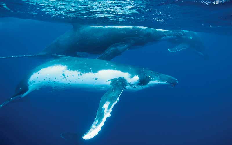Three humpback whales