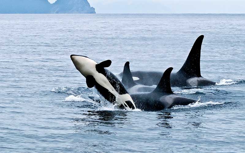 Three killer whales surface and a young one breaches
