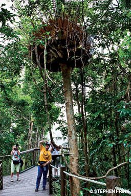 Tourists stop for a photo along a boardwalk in the Kuranda Rainforest