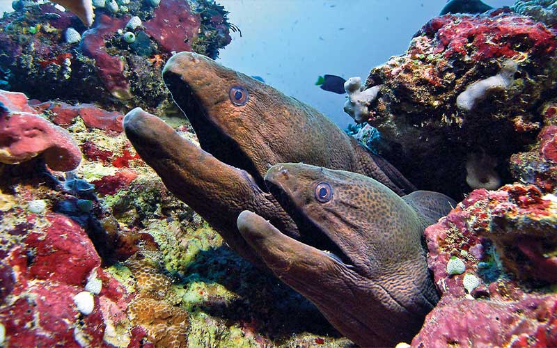 Two brown eels stick their heads out of corals