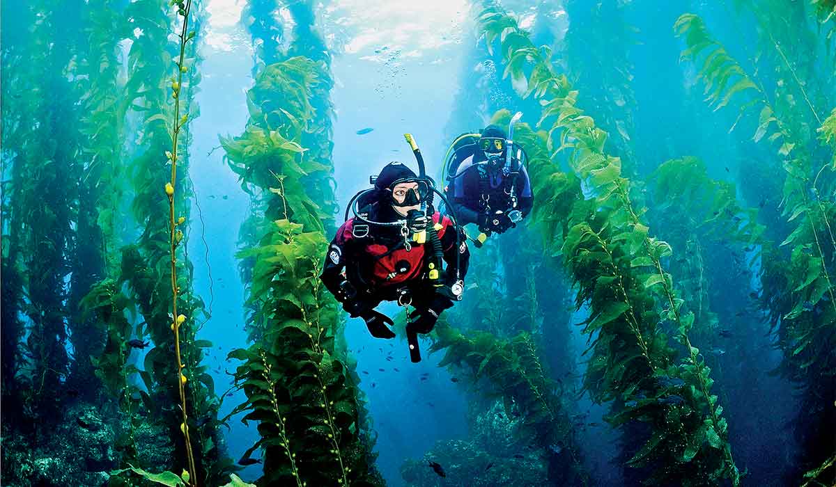 Two drysuit divers swim through kelp forest