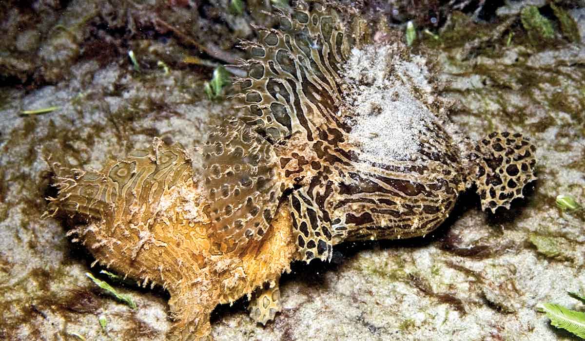 Two frogfish perform an odd pregnancy ritual