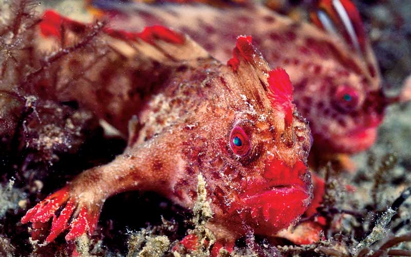 Two red and ugly handfish