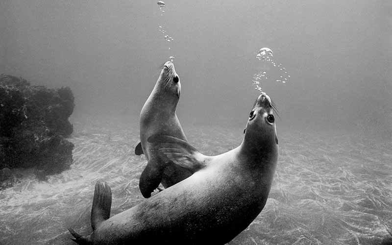 Two submerged sea lions watch their exhalation bubbles