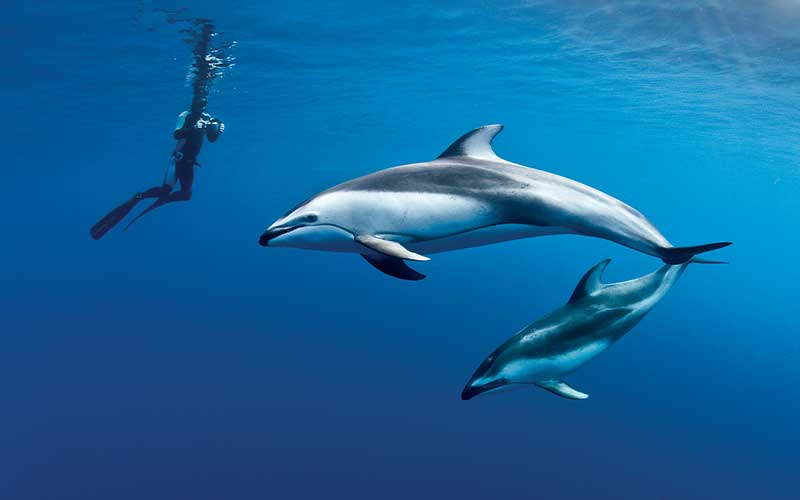 Two white-sided dolphins are approached by dive photographers