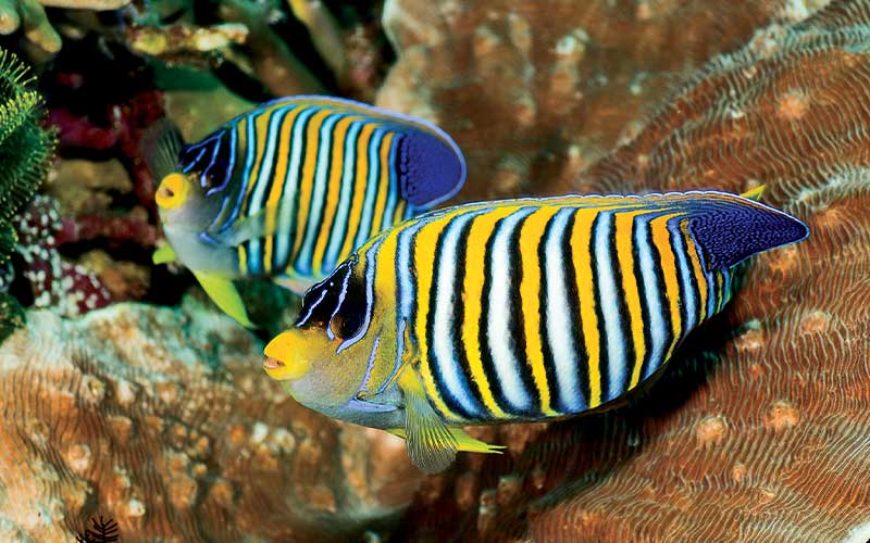 Two white-striped fish with yellow lips