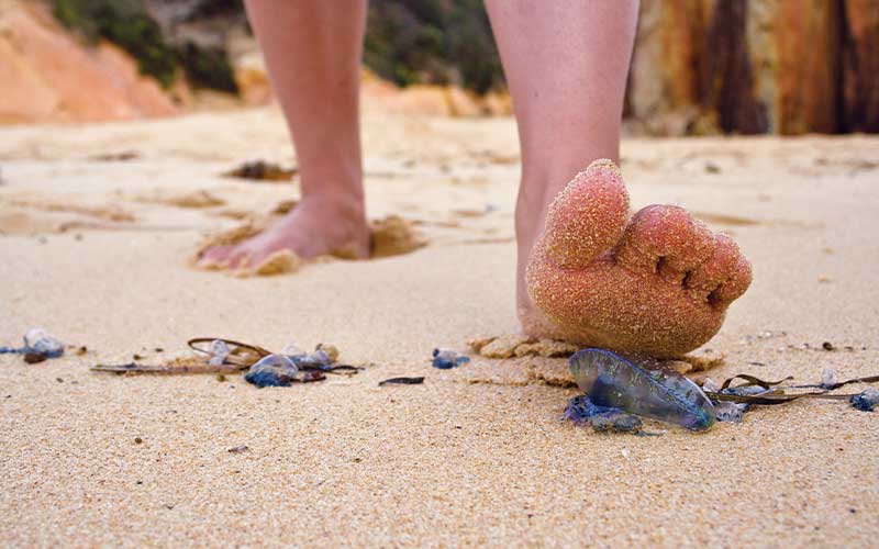 Unsuspecting left foot is about to step on a jellyfish