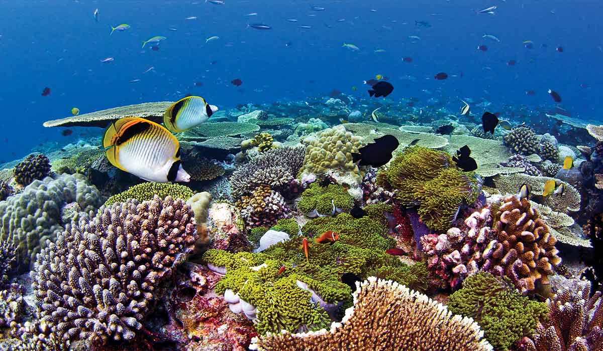 Very pretty, colorful and healthy reef full of fish and corals