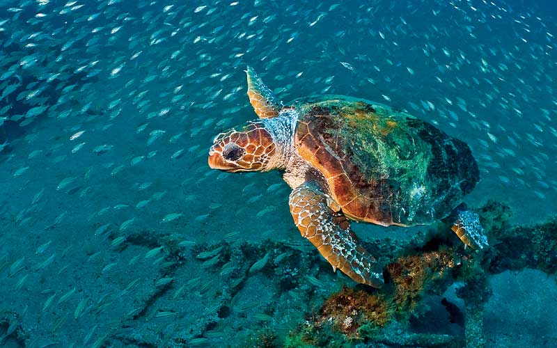 Very pretty turtle swims near reef