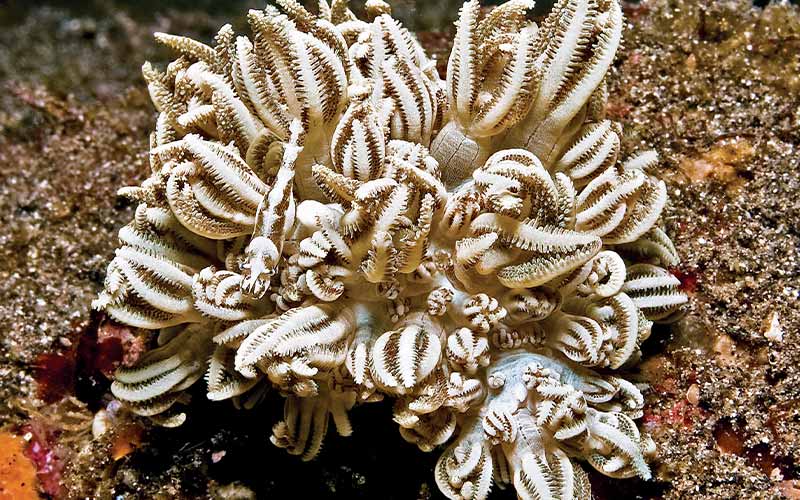White soft coral is a hiding place for mimic shrimp