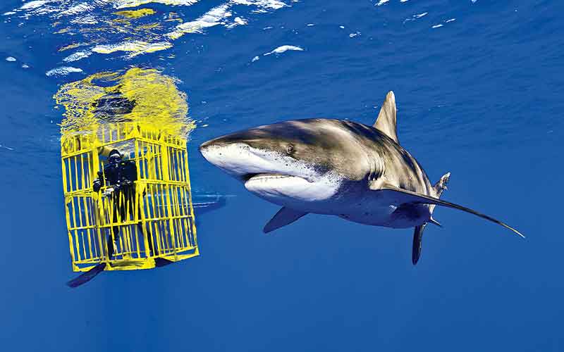 Whitetip sharks swims next to a yellow cage that has a diver inside