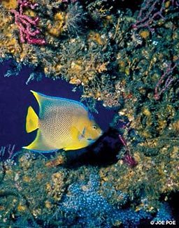 Yellow fish swims near wall of coral