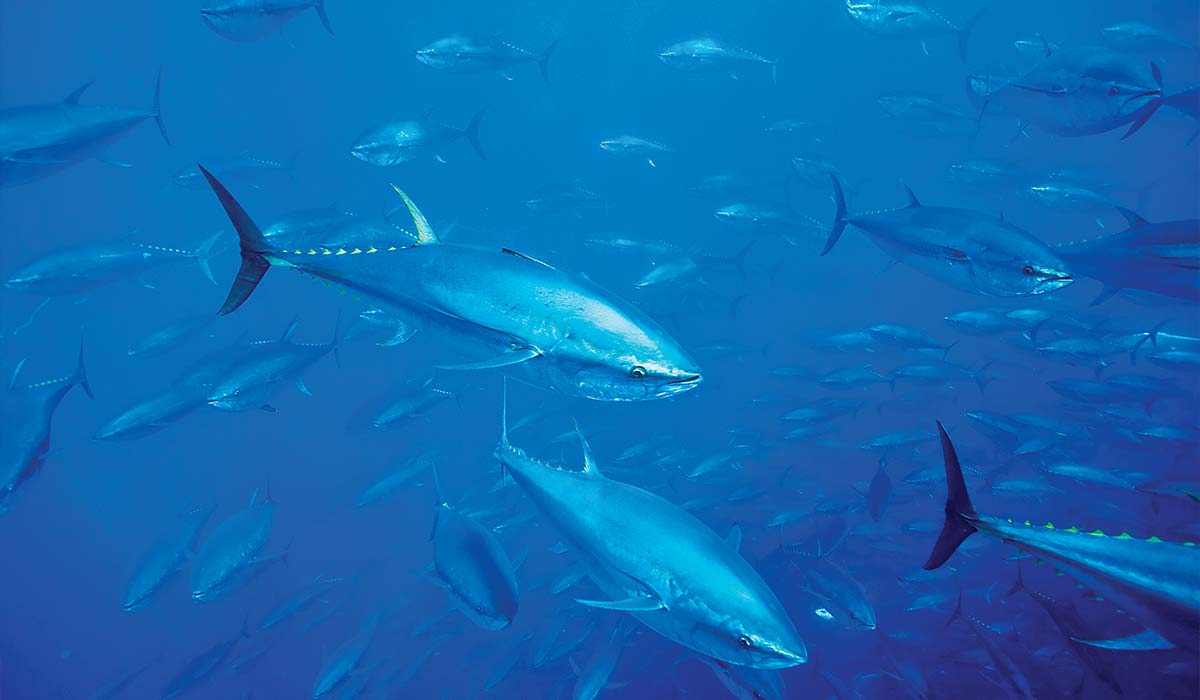 School of tuna fish