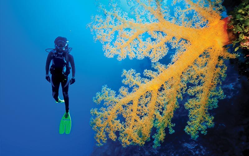 A diver floats next to a giant piece of yellow coral
