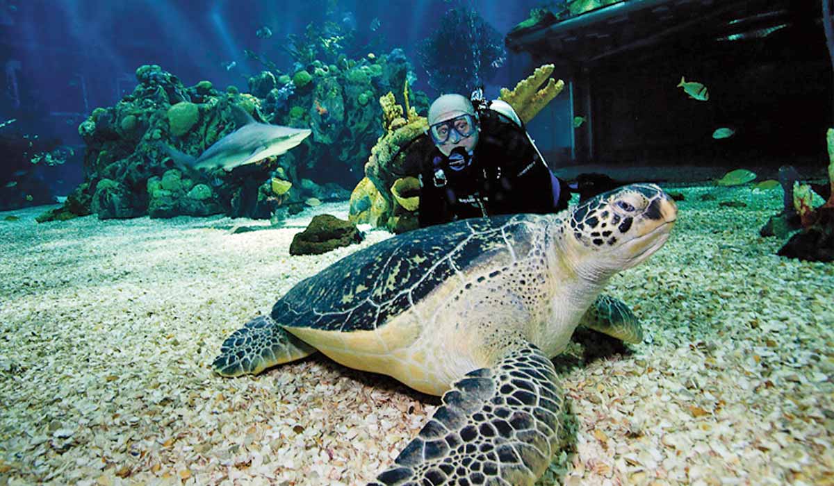 A giant turtle rests on the floor of a tank and a diver peers over its shell