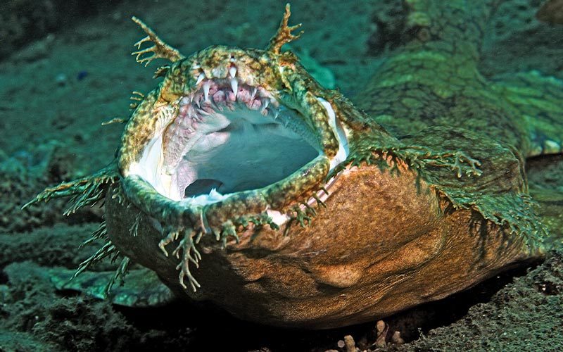 A menacing ocean bottom dweller looks like a slug and has its mouth wide open