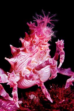 A pink shrimp-like thing shows off its pink hairstyle and claws