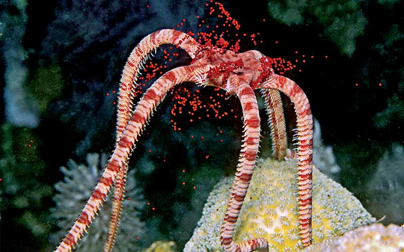 A ruby red brittle star crawls to the top of the reef and releases red orbs