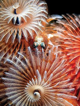 A tiny glassgoby nestled itself in a grouping of Christmas tree worms