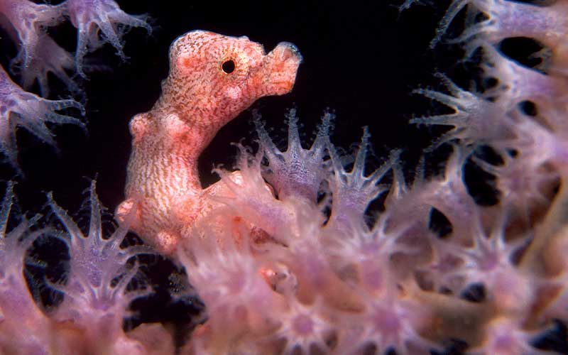 A tiny, pink and bumpy creature pokes its head out