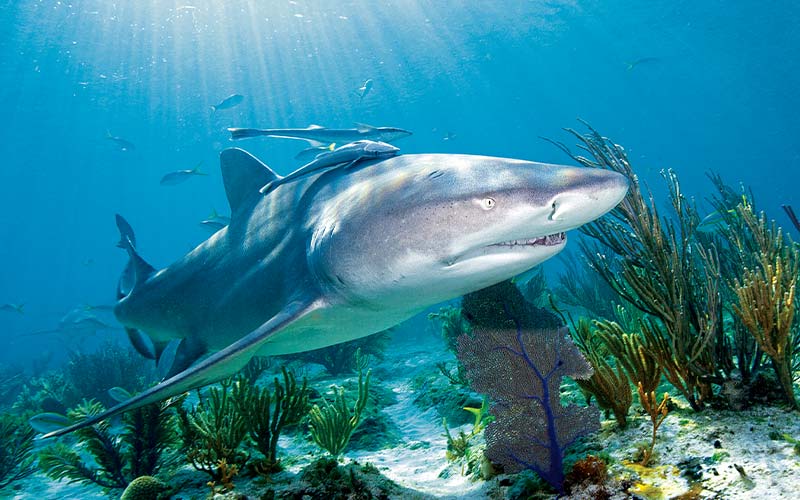 Angry-looking shark swims through a reef probably looking for a meal