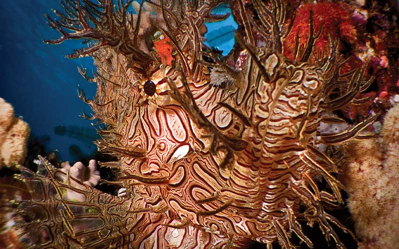 Lionfish shows off its swirly exterior