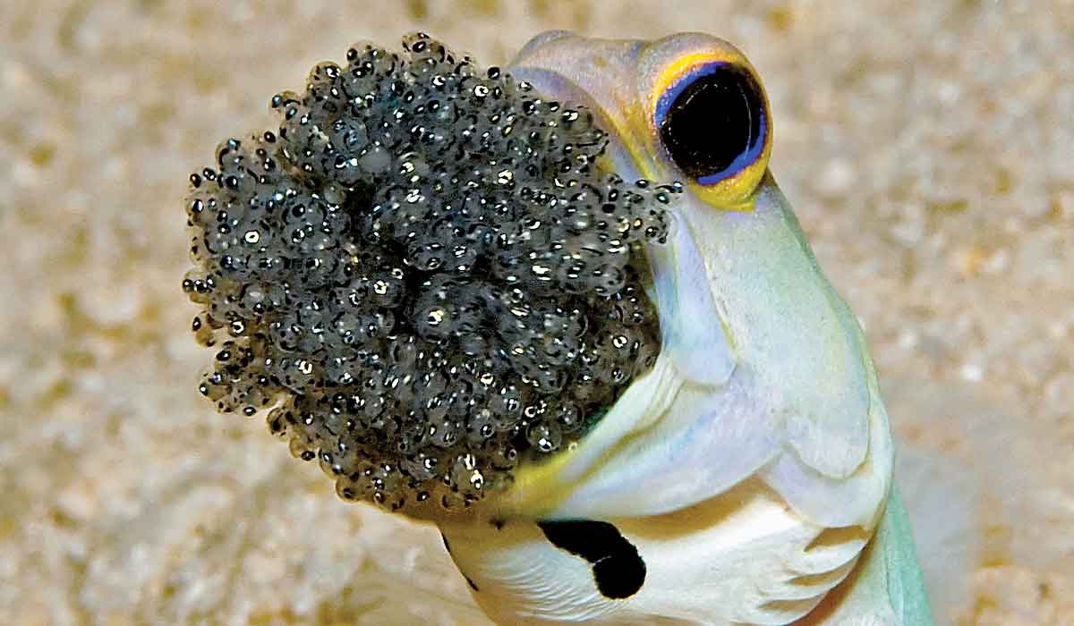Male yellowhead jawfish incubates its eggs in its mouth