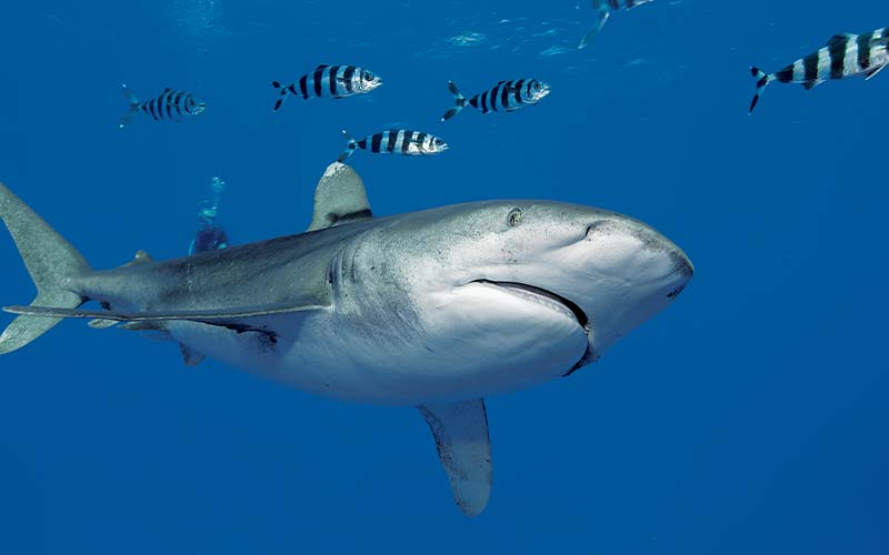 Menacing shark swims next to several black-and-white-striped fish