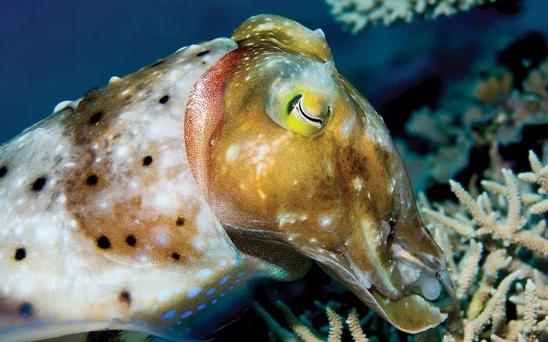 Nobel cuttlefish approaches some coral